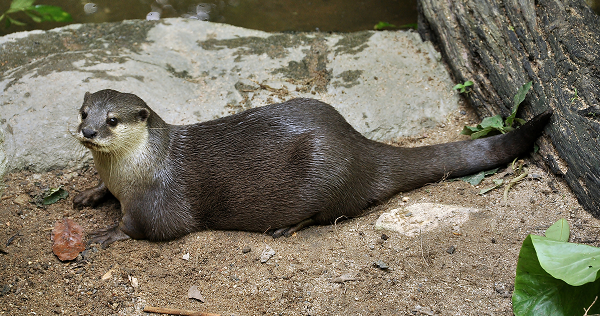 Vulnerable Species Fauna